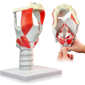 HADWYN 2025 New 3X Anatomy Larynx Functional Model, Model of Larynx Pharynx Model,Human Model for Reinforcing The Neck Structure and Function Medicine in Kuwait