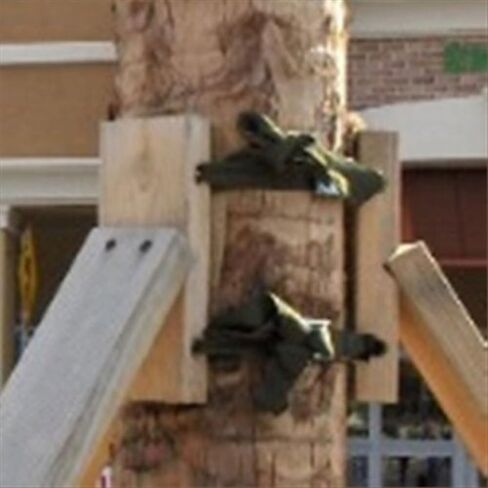 دعامات ArborBrace Palm (المعروفة أيضًا باسم Palm Battens، وPalm Brace، و Palm Staining) / ARB-PBK-S, A-PBKS in Kuwait