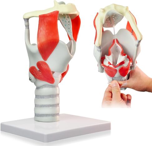 HADWYN 2025 New 3X Anatomy Larynx Functional Model, Model of Larynx Pharynx Model,Human Model for Reinforcing The Neck Structure and Function Medicine in Kuwait