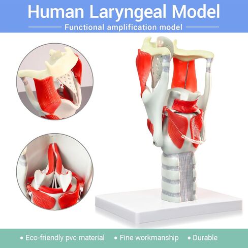HADWYN 2025 New 3X Anatomy Larynx Functional Model, Model of Larynx Pharynx Model,Human Model for Reinforcing The Neck Structure and Function Medicine in Kuwait