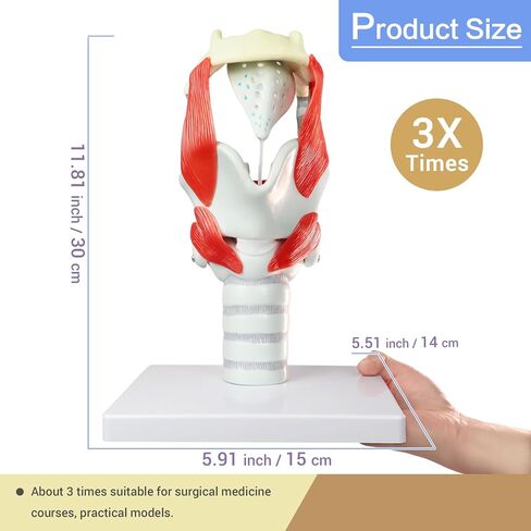 HADWYN 2025 New 3X Anatomy Larynx Functional Model, Model of Larynx Pharynx Model,Human Model for Reinforcing The Neck Structure and Function Medicine in Kuwait