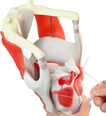 HADWYN 2025 New 3X Anatomy Larynx Functional Model, Model of Larynx Pharynx Model,Human Model for Reinforcing The Neck Structure and Function Medicine in Kuwait