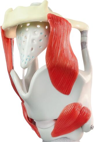 HADWYN 2025 New 3X Anatomy Larynx Functional Model, Model of Larynx Pharynx Model,Human Model for Reinforcing The Neck Structure and Function Medicine in Kuwait