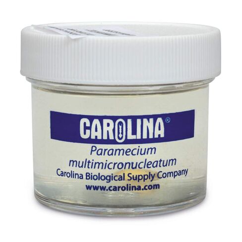 Paramecium, Living Culture, Sufficient Materials for 30 Students in Kuwait