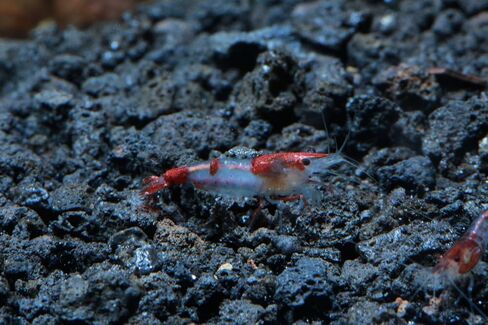 Live Freshwater Aquarium Shrimp Neocaridina (Red Cherry, 5 Shrimp) in Saudi Arabia