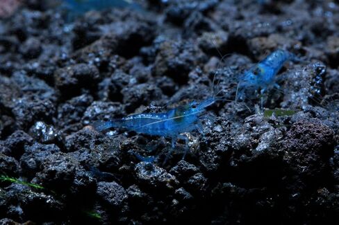 Live Freshwater Aquarium Shrimp Neocaridina (Red Cherry, 5 Shrimp) in Saudi Arabia