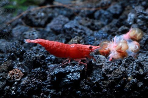 Live Freshwater Aquarium Shrimp Neocaridina (Red Cherry, 5 Shrimp) in Saudi Arabia
