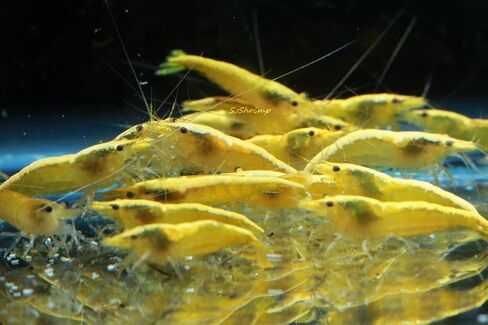 Live Freshwater Aquarium Shrimp Neocaridina (Red Cherry, 5 Shrimp) in Saudi Arabia