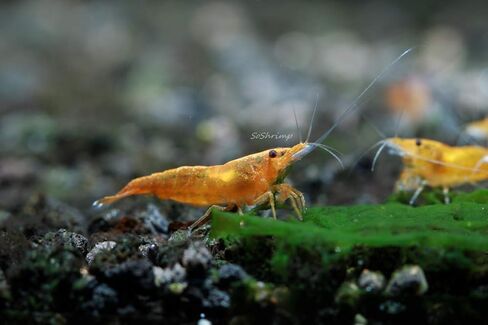 Live Freshwater Aquarium Shrimp Neocaridina (Red Cherry, 5 Shrimp) in Saudi Arabia