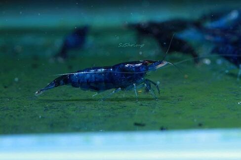 Live Freshwater Aquarium Shrimp Neocaridina (Red Cherry, 5 Shrimp) in Saudi Arabia