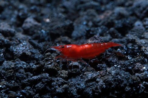 Live Freshwater Aquarium Shrimp Neocaridina (Red Cherry, 5 Shrimp) in Saudi Arabia