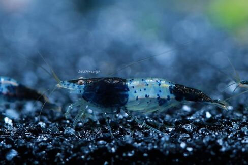 Live Freshwater Aquarium Shrimp Neocaridina (Red Cherry, 5 Shrimp) in Saudi Arabia