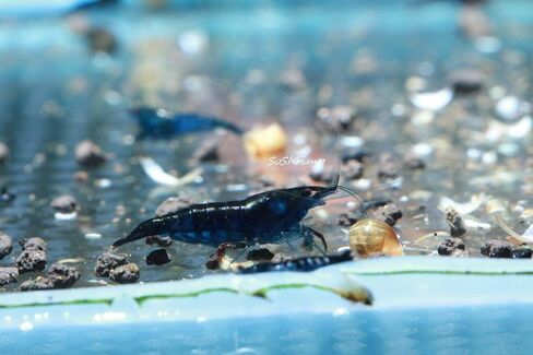 Live Freshwater Aquarium Shrimp Neocaridina (Red Cherry, 5 Shrimp) in Saudi Arabia
