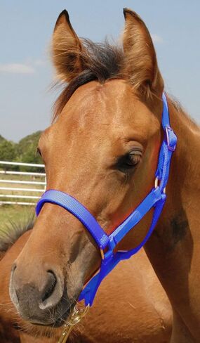 رسن المهر من النايلون من Jeffers Equine - تصميم عالي التحمل بطبقتين قابل للتعديل مع حزام 3/4 بوصة وأجهزة مصبوبة، ملاءمة آمنة للاستخدام المستقر والتدريب واستخدام الحظيرة، أزواج مع بطانية in Saudi Arabia