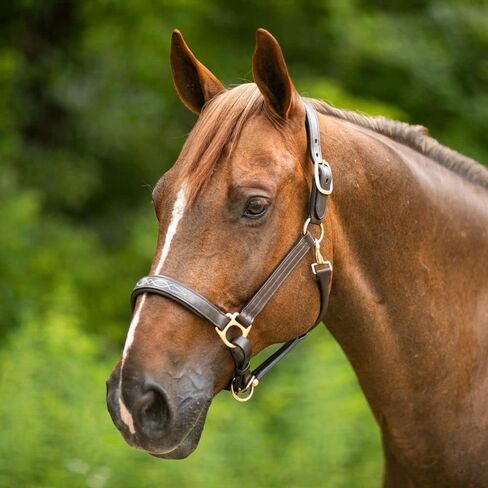 Joseph Sterling Dorchester Padded Leather Halter for Horses Masterful Craftsmanship | Extra Comfort with Padded Nose and Poll | Ideal for Show and Stable | Adjustable Fit in Saudi Arabia