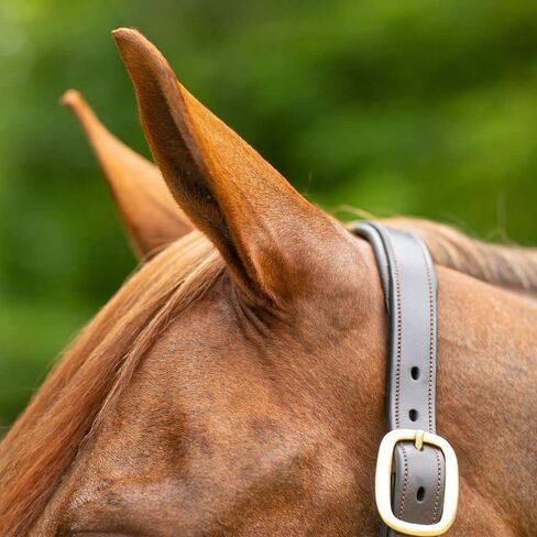 Joseph Sterling Dorchester Padded Leather Halter for Horses Masterful Craftsmanship | Extra Comfort with Padded Nose and Poll | Ideal for Show and Stable | Adjustable Fit in Saudi Arabia