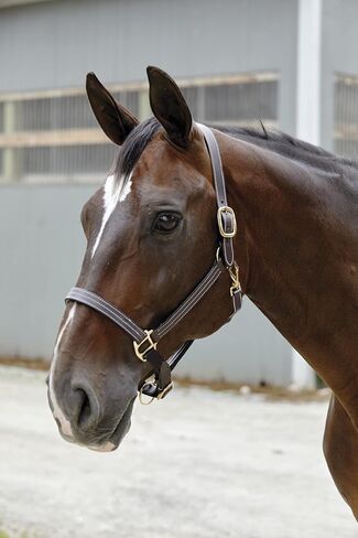 Dover Saddlery Suffolk Triple-Stitched Halter, Color: Brown, Size: Horse-F/S in Saudi Arabia