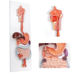 نموذج تشريحي للجهاز الهضمي البشري العلمي من EVOTECH، نموذج تشريحي للجهاز الهضمي البشري بالحجم الطبيعي لجزءين مع الجهاز الهضمي وأعضاء القولون لعرض التعليم الطبي والبحثي in Kuwait