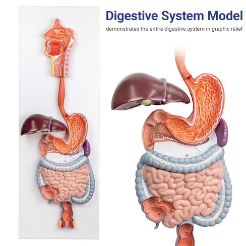 نموذج تشريحي للجهاز الهضمي البشري العلمي من EVOTECH، نموذج تشريحي للجهاز الهضمي البشري بالحجم الطبيعي لجزءين مع الجهاز الهضمي وأعضاء القولون لعرض التعليم الطبي والبحثي in Kuwait