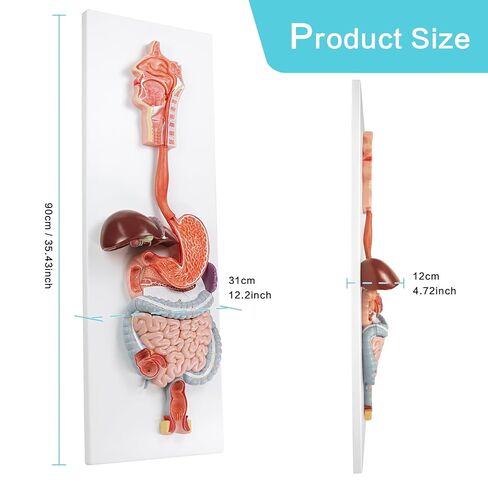 نموذج تشريحي للجهاز الهضمي البشري العلمي من EVOTECH، نموذج تشريحي للجهاز الهضمي البشري بالحجم الطبيعي لجزءين مع الجهاز الهضمي وأعضاء القولون لعرض التعليم الطبي والبحثي in Kuwait