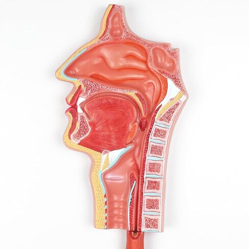 نموذج تشريحي للجهاز الهضمي البشري العلمي من EVOTECH، نموذج تشريحي للجهاز الهضمي البشري بالحجم الطبيعي لجزءين مع الجهاز الهضمي وأعضاء القولون لعرض التعليم الطبي والبحثي in Kuwait