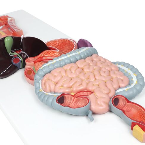 نموذج تشريحي للجهاز الهضمي البشري العلمي من EVOTECH، نموذج تشريحي للجهاز الهضمي البشري بالحجم الطبيعي لجزءين مع الجهاز الهضمي وأعضاء القولون لعرض التعليم الطبي والبحثي in Kuwait