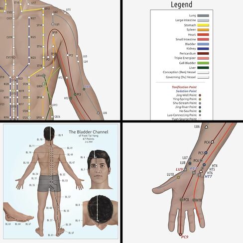Miridia Acupuncture Chart - Huge Laminated Anatomical TCM Meridian & Points Poster - Clinic/Study Use - Accurate Acupuncture Point Chart - Clear Labels - Comprehensive Meridian System - 36x36, Male in Kuwait