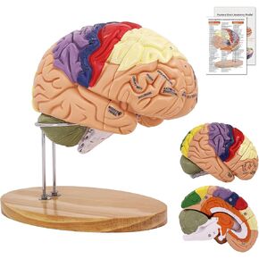 Brain Model 2X Life‑Size, Brain Anatomy Model for Neuroscience, 4‑Part Detachable 3D Brain Model with Laser‑Engraved Labels and Stand for Psychology Neuroscience Learning in Kuwait