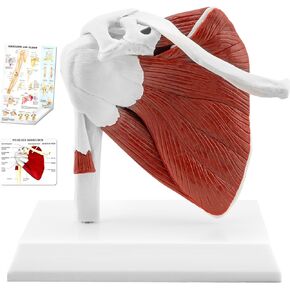 tyrrde نموذج مفصل الكتف العضلي، 1: 1 نموذج تشريح الكتف الأيمن لجسم الإنسان بالحجم الطبيعي مع الأربطة، خطوط العضلات الواضحة، هيكل متين، قاعدة قابلة للإزالة ثلاثية الأبعاد، دليل للتدريب التعليمي الطبي in Kuwait