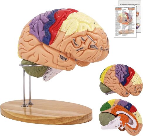 Brain Model 2X Life‑Size, Brain Anatomy Model for Neuroscience, 4‑Part Detachable 3D Brain Model with Laser‑Engraved Labels and Stand for Psychology Neuroscience Learning in Kuwait