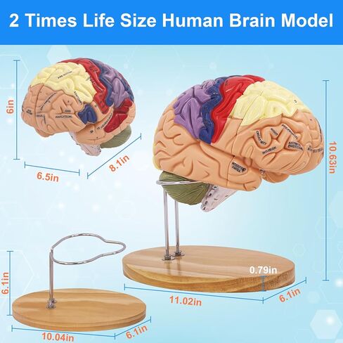 Brain Model 2X Life‑Size, Brain Anatomy Model for Neuroscience, 4‑Part Detachable 3D Brain Model with Laser‑Engraved Labels and Stand for Psychology Neuroscience Learning in Kuwait