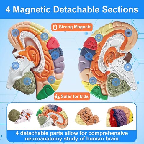 Brain Model 2X Life‑Size, Brain Anatomy Model for Neuroscience, 4‑Part Detachable 3D Brain Model with Laser‑Engraved Labels and Stand for Psychology Neuroscience Learning in Kuwait