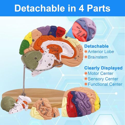 Brain Model 2X Life‑Size, Brain Anatomy Model for Neuroscience, 4‑Part Detachable 3D Brain Model with Laser‑Engraved Labels and Stand for Psychology Neuroscience Learning in Kuwait
