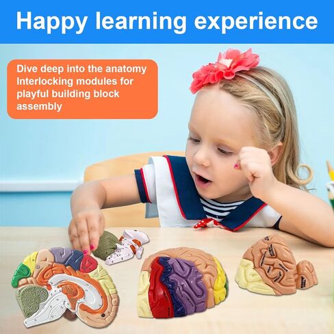 Brain Model 2X Life‑Size, Brain Anatomy Model for Neuroscience, 4‑Part Detachable 3D Brain Model with Laser‑Engraved Labels and Stand for Psychology Neuroscience Learning in Kuwait