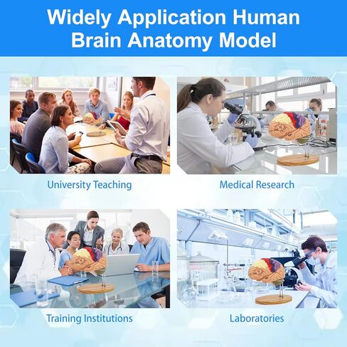 Brain Model 2X Life‑Size, Brain Anatomy Model for Neuroscience, 4‑Part Detachable 3D Brain Model with Laser‑Engraved Labels and Stand for Psychology Neuroscience Learning in Kuwait