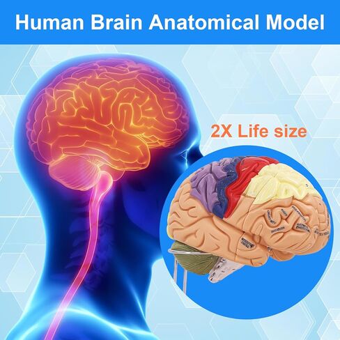 Brain Model 2X Life‑Size, Brain Anatomy Model for Neuroscience, 4‑Part Detachable 3D Brain Model with Laser‑Engraved Labels and Stand for Psychology Neuroscience Learning in Kuwait