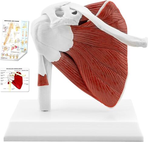 TYRRDE Muscled Shoulder Joint Model, 1:1 Life Size Human Body Right Shoulder Anatomy Model with Ligaments, Clear Muscle Lines, Durable Structure, 3D Removable Base, Manual for Medical Educational Training in Saudi Arabia