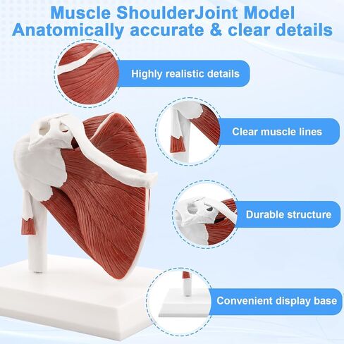 TYRRDE Muscled Shoulder Joint Model, 1:1 Life Size Human Body Right Shoulder Anatomy Model with Ligaments, Clear Muscle Lines, Durable Structure, 3D Removable Base, Manual for Medical Educational Training in Saudi Arabia
