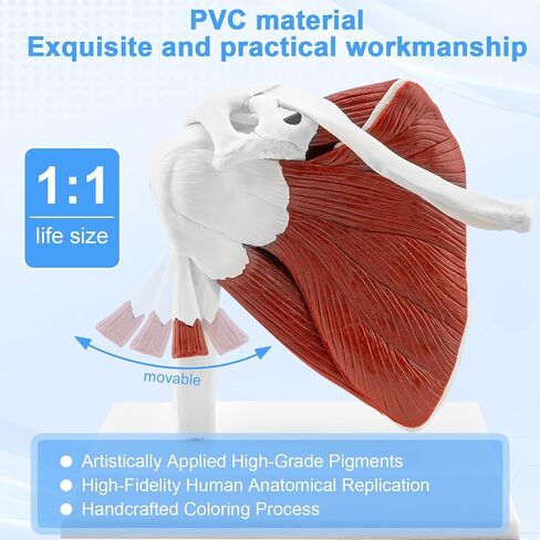 TYRRDE Muscled Shoulder Joint Model, 1:1 Life Size Human Body Right Shoulder Anatomy Model with Ligaments, Clear Muscle Lines, Durable Structure, 3D Removable Base, Manual for Medical Educational Training in Saudi Arabia