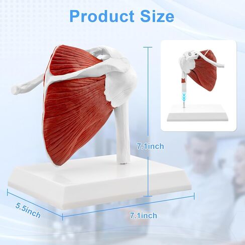 TYRRDE Muscled Shoulder Joint Model, 1:1 Life Size Human Body Right Shoulder Anatomy Model with Ligaments, Clear Muscle Lines, Durable Structure, 3D Removable Base, Manual for Medical Educational Training in Saudi Arabia