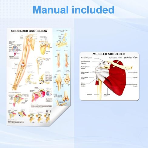 TYRRDE Muscled Shoulder Joint Model, 1:1 Life Size Human Body Right Shoulder Anatomy Model with Ligaments, Clear Muscle Lines, Durable Structure, 3D Removable Base, Manual for Medical Educational Training in Saudi Arabia