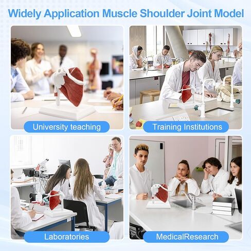 TYRRDE Muscled Shoulder Joint Model, 1:1 Life Size Human Body Right Shoulder Anatomy Model with Ligaments, Clear Muscle Lines, Durable Structure, 3D Removable Base, Manual for Medical Educational Training in Saudi Arabia