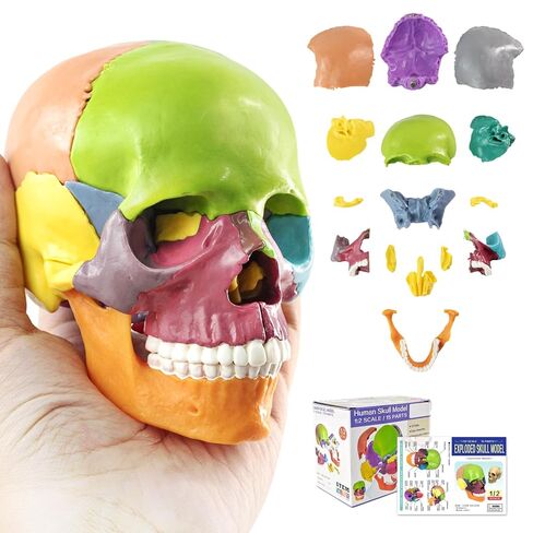 Mini Human Skull Model - 15-Part Half-Size Color-Coded Anatomy Model with Manual - Educational Detachable Skull for Medical Anatomy and Physiology Study Research Teaching Display in Saudi Arabia