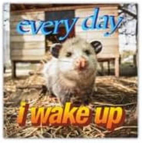 Everyday, I Wake Up - Opossum/Possum - Funny Bumper Stickers [00630] in Saudi Arabia