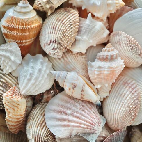 Sea Shells Mixed Beach Seashells, Various Sizes Natural Ocean Seashells for Beach Themed Party DIY Crafts Candle Making Fishtank Vase Fillers Home Wedding Decorations (25) in Saudi Arabia