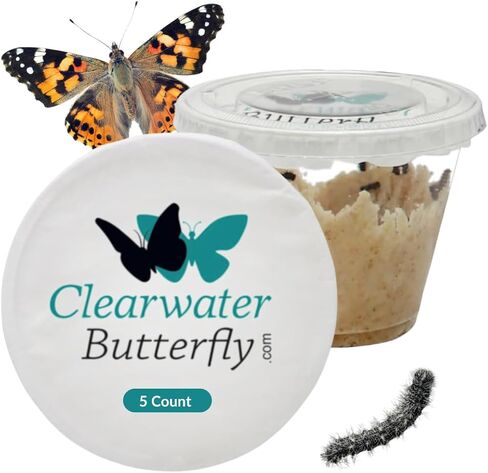 Clearwwater Butterfly Live Painted Lady Butterflies - 10 caterpillars الحية - اليرقات الحية إلى الفراشات - caterpillars for butterfly kit - mesh cage غير مدرجة - مجموعة الفراشة الحية - 10 عدد in Kuwait
