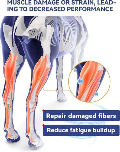 Equine Body Repair Protein Supplement Speed up Muscle Recovery After Exercise Promote Muscle Growth and Healthier Joints in Kuwait