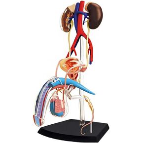 NURCIX نموذج التشريح نموذج الأعضاء 4D نموذج التشريح الإنجابي للذكور نموذج جسم الإنسان النظام التناسلي للذكور للعلوم الطبية الفصول الدراسية دراسة التدريس والديس in Kuwait