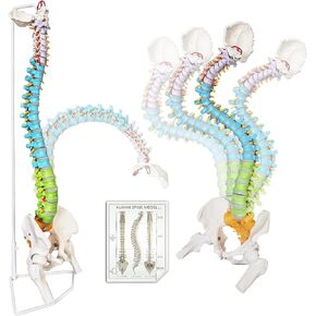 HADWYN Flexible Spine Model, 34.6'' Life Size Human Spinal Cord Anatomical Model with Stand Color Coded Regions Indicate The Cervical, Thoracic and Lumbar Spine for Med Students and Chiropractors in Kuwait