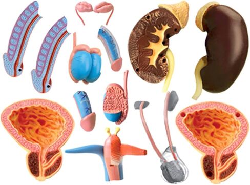 NURCIX نموذج التشريح نموذج الأعضاء 4D نموذج التشريح الإنجابي للذكور نموذج جسم الإنسان النظام التناسلي للذكور للعلوم الطبية الفصول الدراسية دراسة التدريس والديس in Kuwait